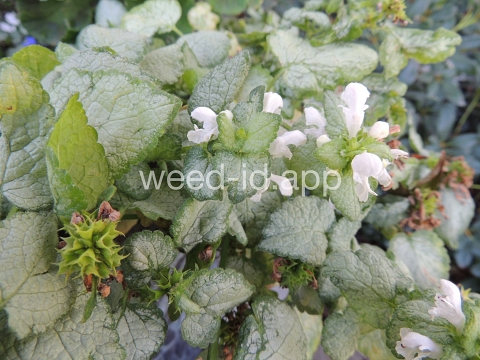 deadnettle, spotted